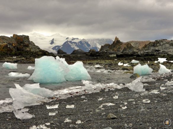 Eisiger Strand von Halfmoon Island - Südliche Shetlandinseln Sea Spirit Antarktis-Expeditions-Kreuzfahrt