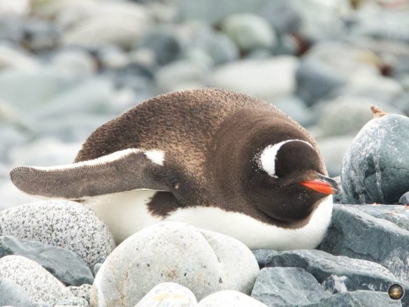 Eselspinguin (Pygoscelis papua) auch Rotschrabelpinguin genannt - Halfmoon Island Sea Spirit Antarktisreise Poseidon Expeditions