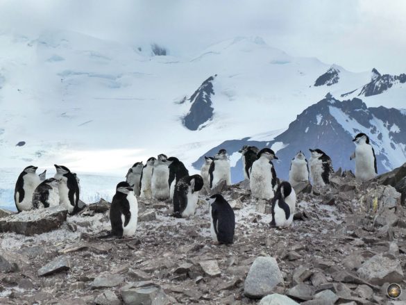 Pinguinkolonie in Süd-Shetland auf Antarktis-Expedition