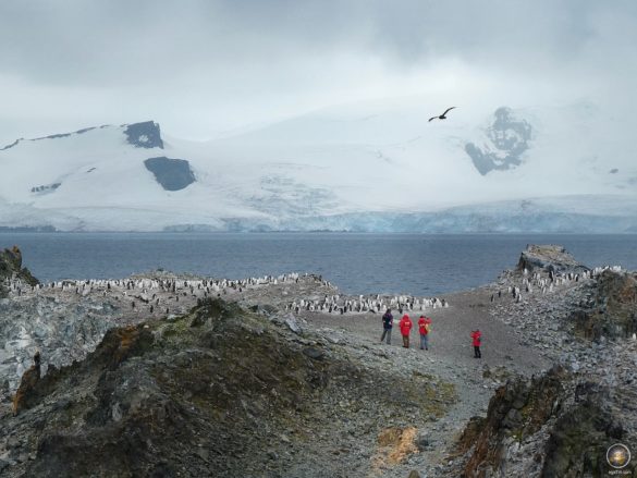 Zügelpinguin-Brutkolonie und Reisende auf Halfmoon Island