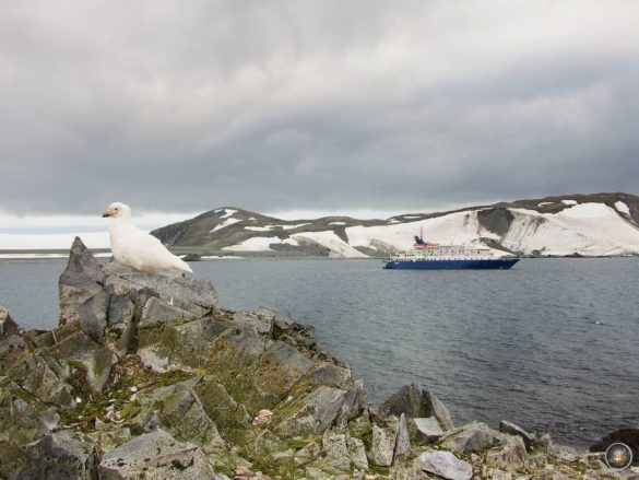 Weißgesicht-Seidenschnabel (Chionis alba) auf Half-Moon Island -Südliche Shetlandinseln - Antarktisreise