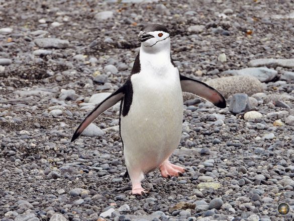 Zügelpinguin (Pygoscelis antarctica) Kehlstreifpinguin am Strand von Halfmoon Island - Antarktische Gewässer Süd-Shetland-Inseln - Sea Spirit Antarktis Expedition