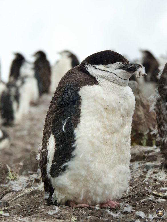 Zügelpinguin (Pygoscelis antarctica) in der Mauser - Süd-Shetland-Inseln Halfmoon Island - Sea Spirit Antarktis Kreuzfahrt Expedition