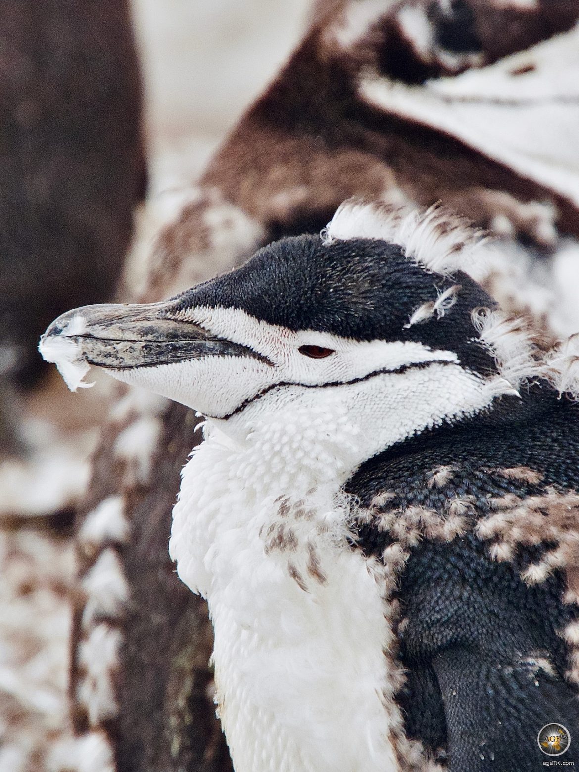 Zügelpinguin (Pygoscelis antarctica) in der Mauser - Südliche Shetland-Inseln - Kehlstreifpinguin Halfmoon Island - Antarktis Expedition Sea Spirit