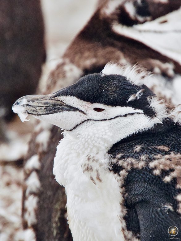 Zügelpinguin (Pygoscelis antarctica) in der Mauser - Südliche Shetland-Inseln - Kehlstreifpinguin Halfmoon Island - Antarktis Expedition Sea Spirit