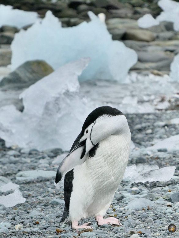 Zügelpinguin (Pygoscelis antarctica) putzt sich am eisigen Strand von Halfmoon Island - Sea Spirit Antarktisreise