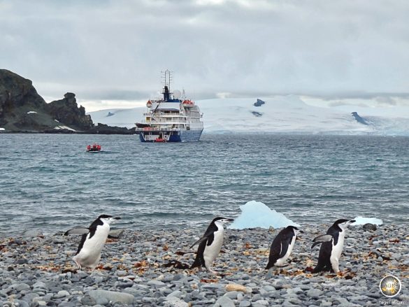 Zügelpinguine vor dem Expeditionsschiff Sea Spirit