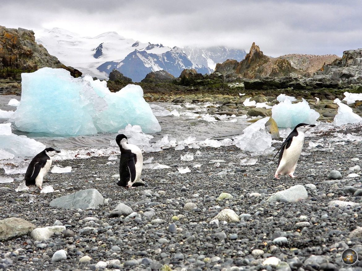 Traumlandschaft in Half-Moon-Island mit Pinguinen