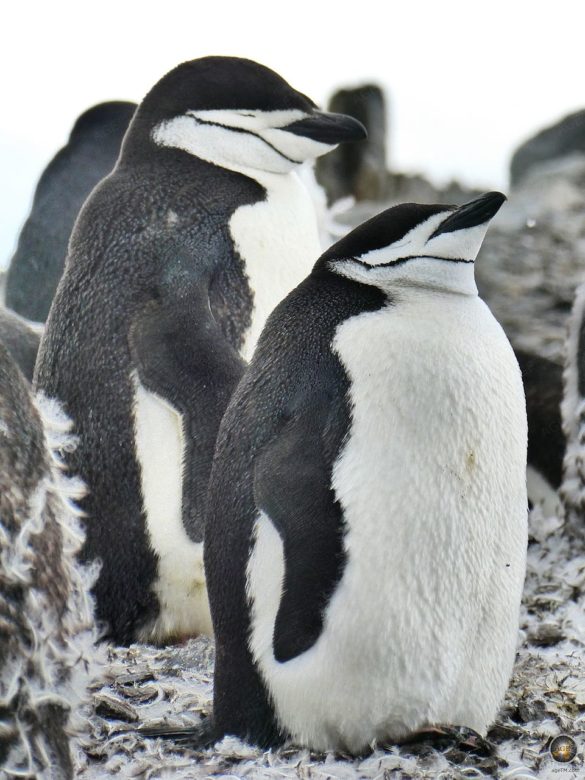 Zügelpinguine (Pygoscelis antarctica) auf Halfmoon Island - Sea Spirit Antarktis-Expedition