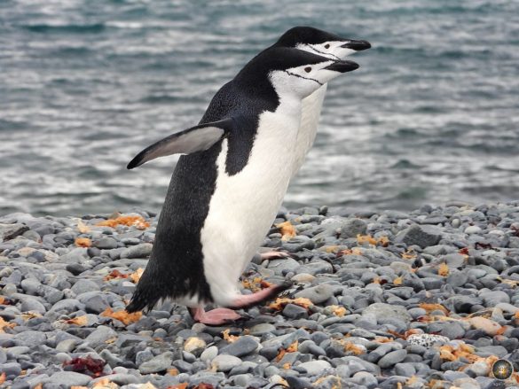 Zügelpinguine (Pygoscelis antarctica) im Gleichschritt - Halfmoon Island Sea Spirit Antarktis-Expedition