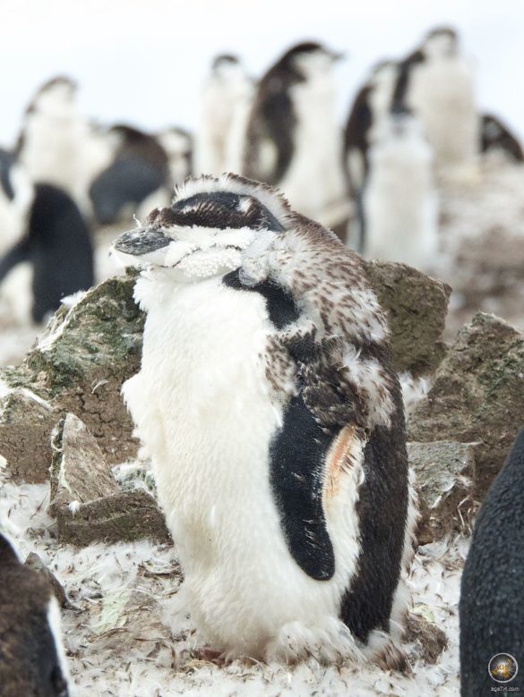 Zügelpinguine (Pygoscelis antarctica) in der Mauser - Südliche Shetland Inseln Halfmoon Island - Sea Spirit Antarktis-Expeditionsreise