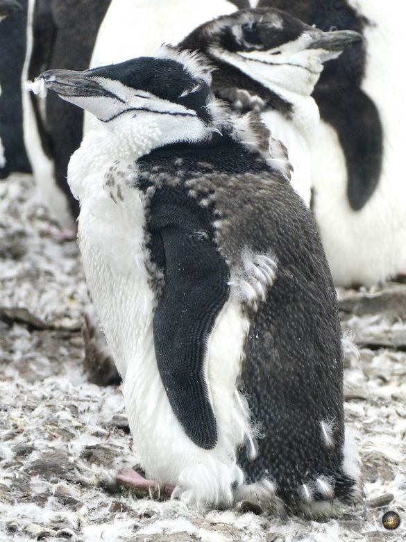 Zügelpinguine (Pygoscelis antarctica) in der Mauser auf Halfmoon Island - Sea Spirit Antarktis-Expedition