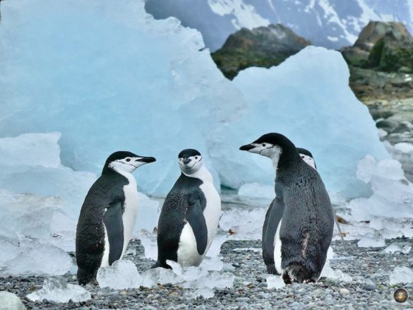 Zügelpinguine (Pygoscelis antarctica) vor Eisschollen auf Halfmoon Island Sea Spirit Antarktis-Expedition