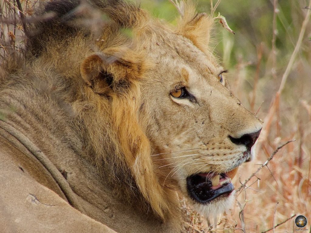 រូបសត្វតោ (Panthera leo) ឧទ្យានជាតិ Lion Tarangire ប្រទេសតង់ហ្សានី អាហ្រ្វិក