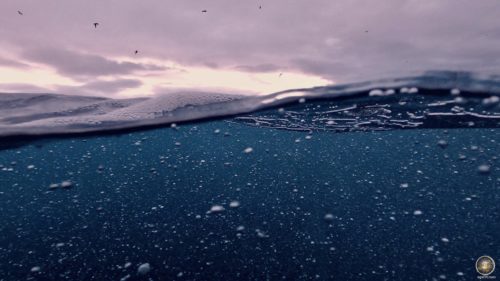 Feine Luftblassen, die von Orcas zur Jagd der Heringe genutzt werden - Skjervoy Norwegen