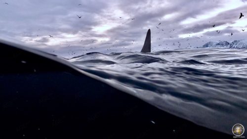 Männlicher Schwertwal (Orcinus orca) und Seevögel - Schnorcheln mit Orcas in Skjervoy Norwegen