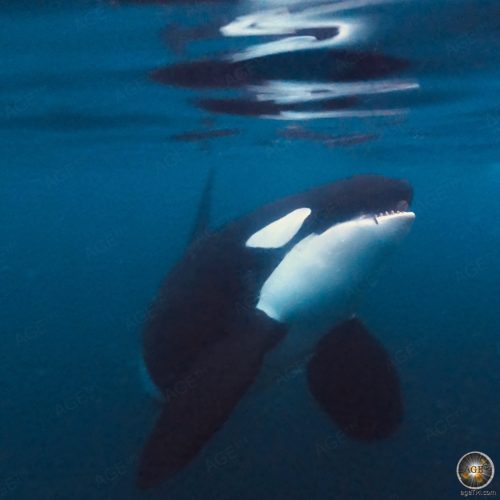 Orcas (Orcinus orca) sind Zahnwale und gehören zur Familie der Delfine - Whale Watching Skjervoy Norwegen