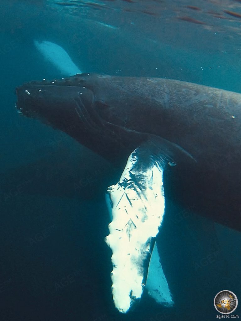 Portrait vom Buckelwal (Megaptera novaeangliae) unter Wasser bei Skjervoy in Norwegen