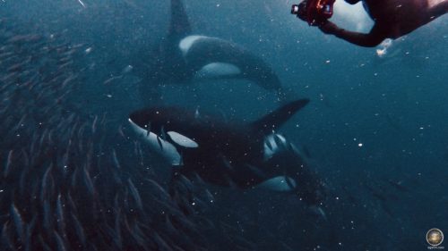 Schnorcheln mit Orcas in Skjervoy Norwegen - Carousel Feeding der Schwertwale (Orcinus orca)