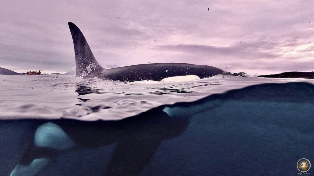Schwertwal Nahaufnahme Orca (Orcinus orca) - Schnorcheln mit Walen in Skjervoy Norwegen