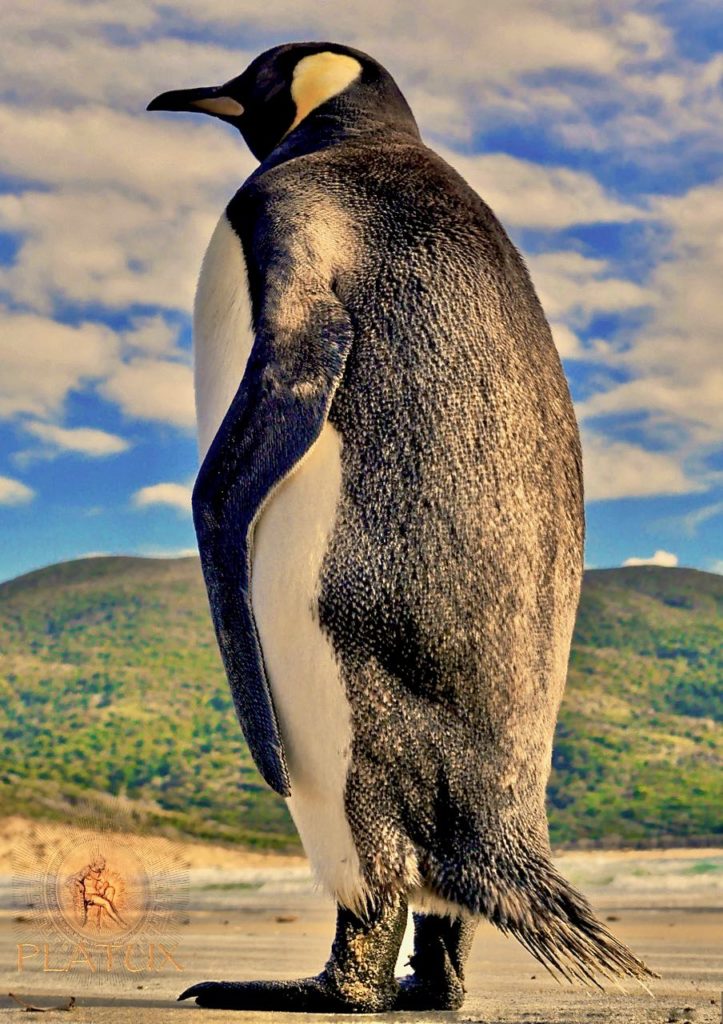 PLATUX Art King's View - King Penguin (Aptenodytes patagonicus) Stewart Island Rakiura New Zealand Photo artwork