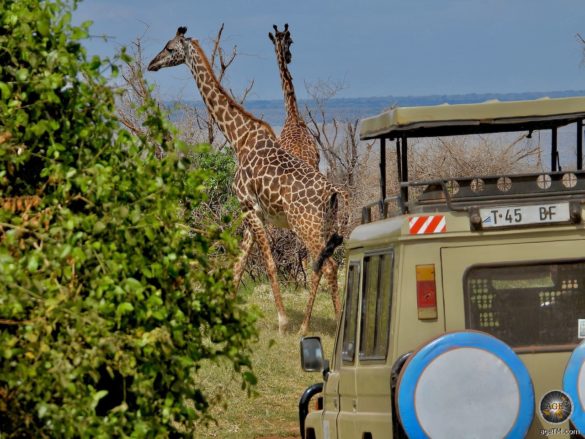 Safari no Parque Nacional do Lago Manyara Tanzânia África com girafa Maasai giraffe (Giraffa tippelskirchi) girafas