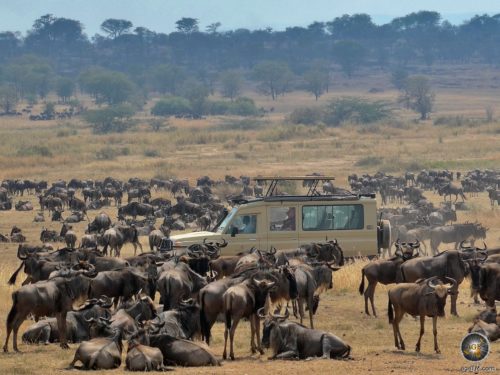 Safari in Serengeti National Park Tanzania Africa - Wildebeest (Connochaetes) wildebeest antelope herds