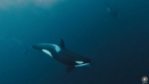 Killer whales (Orcinus orca) snorkeling with killer whales in Skjervoy Norway Lofoten-Opplevelser
