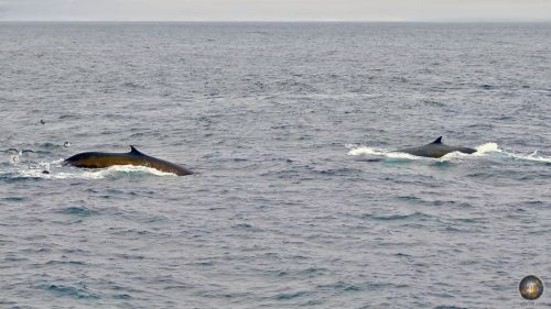 2 fin whales (Balaenoptera physalus) and seabirds Antarctic Expedition Sea Spirit cruise