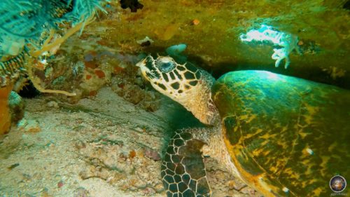 Echte Karettschildkröte (Eretmochelys imbricata) Meeresschildkröte beim Tauchen im Komodo Nationalpark Indonesien