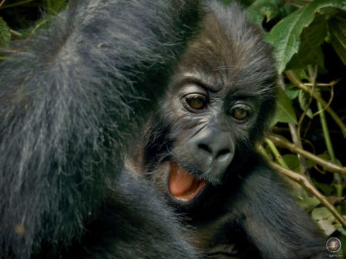 Gorilla Baby Portrait Nachwuchs der bedrohten Östlichen Flachlandgorillas in freier Wildbahn - DR Kongo – Demokratische Republik Kongo