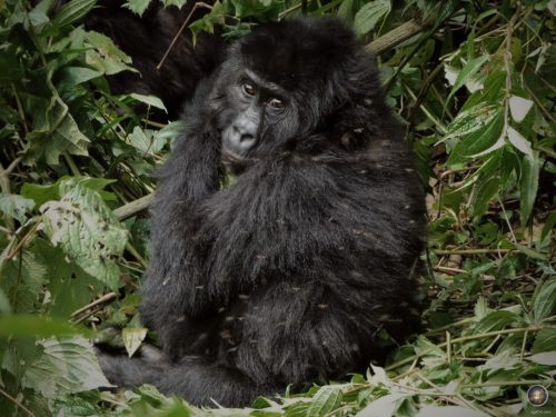 Gorilla cub in Kahuzi-Biega National Park DRC - Eastern lowland gorilla (Gorilla beringei Graueri)