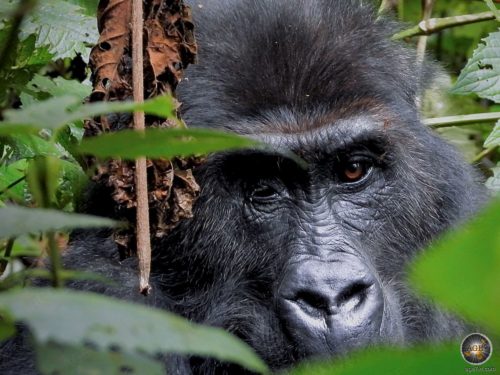 Gorilla Weibchen Mukono mit Augenverletzung im Kahuzi-Biega Nationalpark, DRC