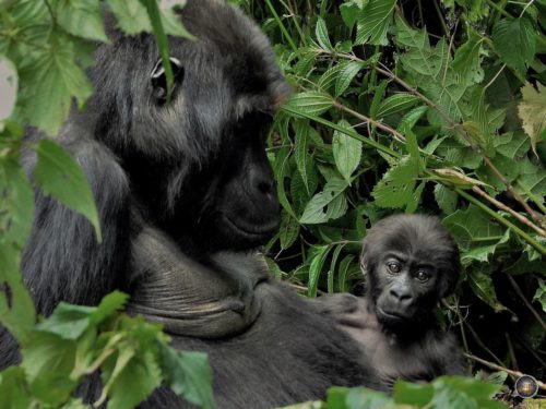 Female gorilla with baby gorilla: Eastern lowland gorillas in Kahuzi-Biega National Park, DRC