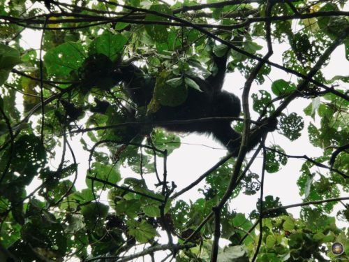 Ein Gorilla Jungtier blickt beim Gorilla-Trekking vom Baum auf uns herab.