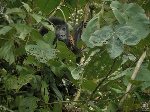 Young gorilla in the forest of Kahuzi-Biega National Park, DRC