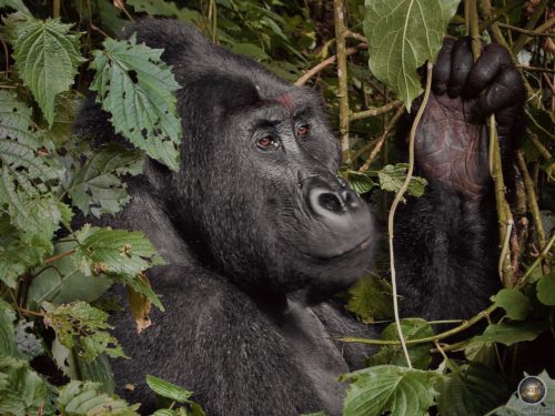 The imposing silverback chews leaves. His hand is impressively human.
