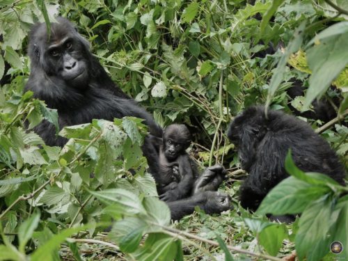 Mama Gorilla Siri mit einem 3 Monate alten Baby-Gorilla im Dschungel der DRC, daneben ein älteres Jungtier.