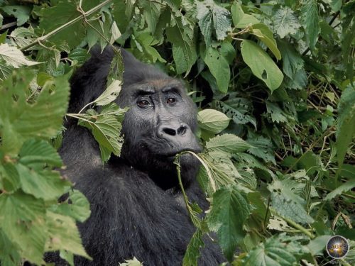 An eastern lowland gorilla (Gorilla beringei grauri) eats leaves in Kahuzi-Biega National Park.