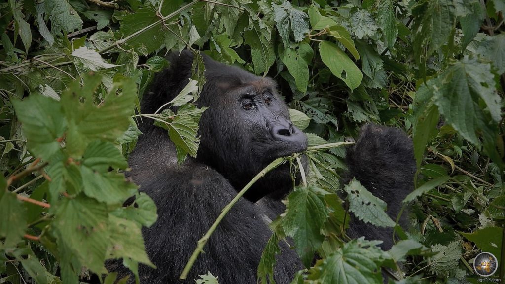 Östlicher Flachlandgorilla (Gorilla beringei graueri) frisst im Kahuzi-Biega Nationalpark Demokratische Republik Kongo