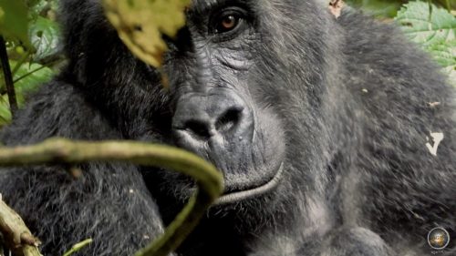 Intense eye contact while gorilla trekking in Kahuzi-Biega National Park, DRC