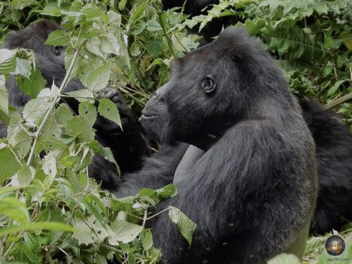 Silverback Bonane Eastern lowland gorillas (Gorilla beringei grauri) in Kahuzi-Biega National Park DR Congo - Gorilla Trekking