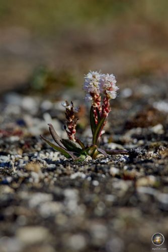 Knöllchen-Knöterich (Bistorta vivipara) Pflanzen wachsen bei Ny-Ålesund auf Spitzbergen im Svalbard Archipel