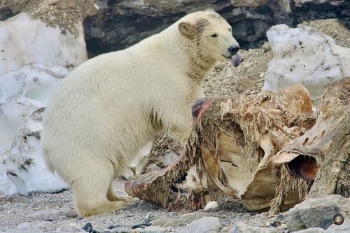 Eisbär (Ursus maritimus) Eisbär frisst am Walkadaver - Tiere der Arktis - Polarbär Polar Bear Svalbard Wahlbergøya Hinlopenstrasse