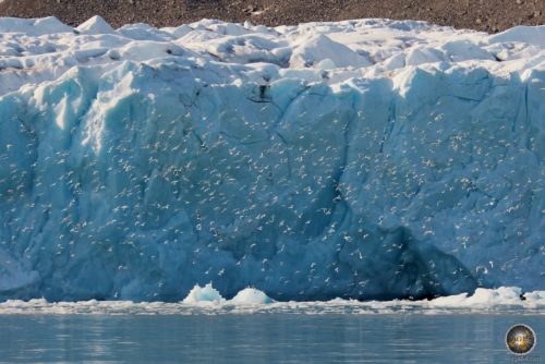 Küstenseeschwalben (Sterna paradisaea) Arctic Terns und Dreizehenmöwen (Rissa tridactyla) Kittiwakes am Monaco-Gletscher Spitzbergen Monacobreen Svalbard Cruise