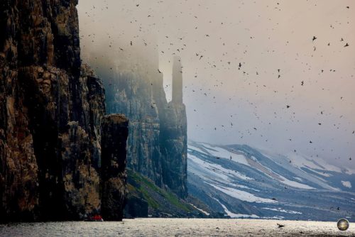تطير الآلاف من طيور الغلموت سميكة المنقار (غلموت برونيتش) حول صخرة طائر الكيفجيلت في سبيتسبيرجين وسط ضباب كثيف وضوء المساء أمام جبال القطب الشمالي المغطاة بالثلوج.